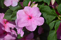 Accent Premium Pink Impatiens (Impatiens walleriana 'Accent Premium Pink') at A Very Successful Garden Center