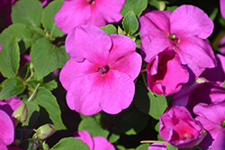 Accent Premium Lilac Impatiens (Impatiens walleriana 'Accent Premium Lilac') at Lakeshore Garden Centres