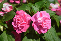 Rockapulco Rose Impatiens (Impatiens 'BALOLESTOP') at A Very Successful Garden Center
