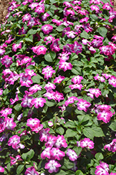 Super Elfin XP Violet Starburst Impatiens (Impatiens walleriana 'Super Elfin XP Violet Starburst') at A Very Successful Garden Center