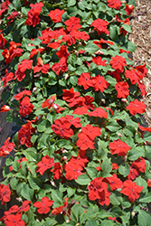 Super Elfin XP Red Impatiens (Impatiens walleriana 'Super Elfin XP Red') at A Very Successful Garden Center