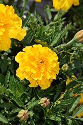 Safari Gold Marigold (Tagetes patula 'Safari Gold') at A Very Successful Garden Center