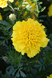 Little Hero Yellow Marigold (Tagetes patula 'Little Hero Yellow') at A Very Successful Garden Center