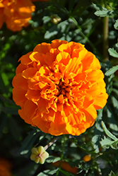 Hero Orange Marigold (Tagetes patula 'Hero Orange') at A Very Successful Garden Center