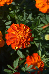 Alumia Red Marigold (Tagetes patula 'Alumia Red') at Lakeshore Garden Centres