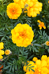 Alumia Gold Marigold (Tagetes patula 'Alumia Gold') at A Very Successful Garden Center