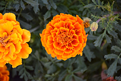 Alumia Flame Marigold (Tagetes patula 'Alumia Flame') at A Very Successful Garden Center