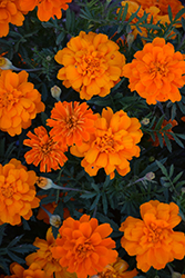 Alumia Deep Orange Marigold (Tagetes patula 'Alumia Deep Orange') at Lakeshore Garden Centres
