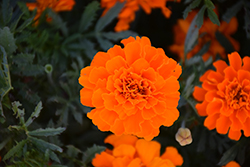 Alumia Deep Orange Marigold (Tagetes patula 'Alumia Deep Orange') at A Very Successful Garden Center