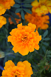 Safari Orange Marigold (Tagetes patula 'Safari Orange') at A Very Successful Garden Center
