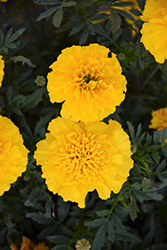 Bonanza Yellow Marigold (Tagetes patula 'Bonanza Yellow') at A Very Successful Garden Center