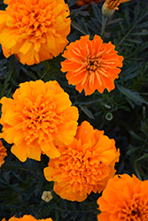 Bonanza Orange Marigold (Tagetes patula 'Bonanza Orange') at A Very Successful Garden Center
