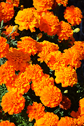 Bonanza Deep Orange Marigold (Tagetes patula 'PAS1220004') at Lakeshore Garden Centres