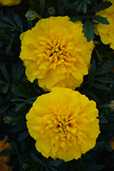 Chica Yellow Marigold (Tagetes patula 'Chica Yellow') at A Very Successful Garden Center