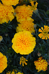 Chica Gold Marigold (Tagetes patula 'Chica Gold') at A Very Successful Garden Center