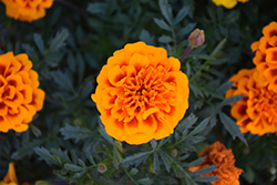Chica Flame Marigold (Tagetes patula 'Chica Flame') at A Very Successful Garden Center
