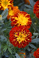 Cresta Spry Marigold (Tagetes patula 'Cresta Spry') at A Very Successful Garden Center