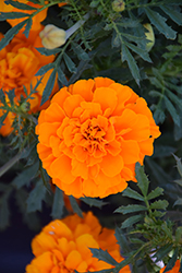 Cresta Orange Marigold (Tagetes patula 'Cresta Orange') at A Very Successful Garden Center