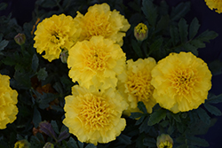 Hot Pak Yellow Marigold (Tagetes patula 'PAS1077396') at A Very Successful Garden Center
