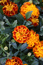 Hot Pak Spry Marigold (Tagetes patula 'PAS1077393') at Lakeshore Garden Centres
