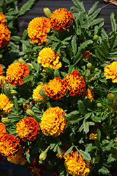 Hot Pak Spry Marigold (Tagetes patula 'PAS1077393') at A Very Successful Garden Center