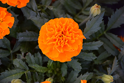 Hot Pak Orange Marigold (Tagetes patula 'PAS1077390') at A Very Successful Garden Center