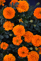 Hot Pak Orange Marigold (Tagetes patula 'PAS1077390') at Lakeshore Garden Centres