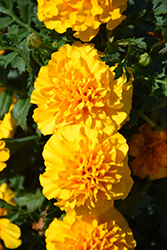 Hot Pak Gold Marigold (Tagetes patula 'PAS1077384') at Lakeshore Garden Centres