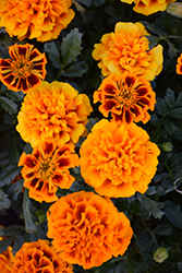 Hot Pak Flame Marigold (Tagetes patula 'PAS1077381') at Lakeshore Garden Centres