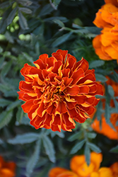 Durango Red Marigold (Tagetes patula 'Durango Red') at A Very Successful Garden Center