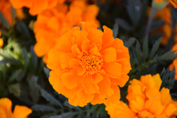 Durango Orange Marigold (Tagetes patula 'Durango Orange') at A Very Successful Garden Center
