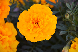Durango Gold Marigold (Tagetes patula 'Durango Gold') at A Very Successful Garden Center