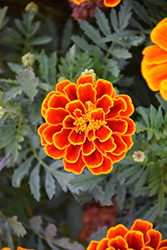 Durango Flame Marigold (Tagetes patula 'Durango Flame') at A Very Successful Garden Center