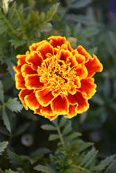 Durango Bee Marigold (Tagetes patula 'Durango Bee') at A Very Successful Garden Center