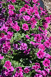 SweetSunshine Purple Picotee Petunia (Petunia 'SweetSunshine Purple Picotee') at A Very Successful Garden Center