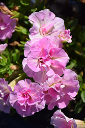 SweetSunshine Light Pink Petunia (Petunia 'KLEPH14241') at A Very Successful Garden Center