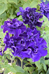 Double Cascade Blue Petunia (Petunia 'Double Cascade Blue') at A Very Successful Garden Center