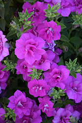 Blanket Double Rose Petunia (Petunia 'Blanket Double Rose') at A Very Successful Garden Center