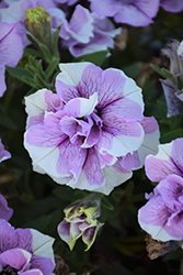 Origami Lavender Touch Petunia (Petunia 'Origami Lavender Touch') at A Very Successful Garden Center