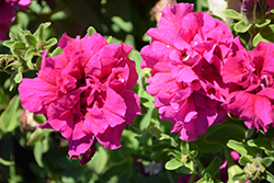 Double Cascade Pink Petunia (Petunia 'Double Cascade Pink') at A Very Successful Garden Center