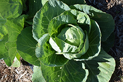Green Express Cabbage (Brassica oleracea var. capitata 'Green Express') at A Very Successful Garden Center