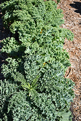 Blue Curled Scotch Kale (Brassica oleracea var. sabellica 'Blue Curled Scotch') at A Very Successful Garden Center