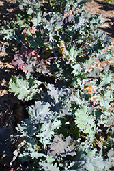 Red Ursa Kale (Brassica napus var. pabularia 'Red Ursa') at A Very Successful Garden Center