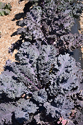 Scarletbor Kale (Brassica oleracea var. acephala 'Scarletbor') at A Very Successful Garden Center