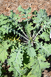 White Russian Kale (Brassica napus var. pabularia 'White Russian') at A Very Successful Garden Center