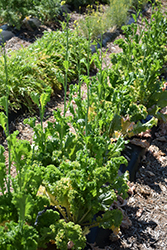 Green Wave Mustard (Brassica juncea 'Green Wave') at A Very Successful Garden Center