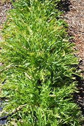 Mizuna (Brassica juncea var. nipposinica) at A Very Successful Garden Center