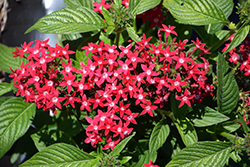 Graffiti OG Bright Red Star Flower (Pentas lanceolata 'Graffiti OG Bright Red') at Lakeshore Garden Centres