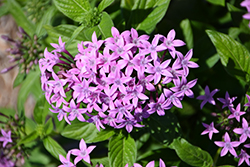 Graffiti OG Lavender Star Flower (Pentas lanceolata 'Graffiti OG Lavender') at A Very Successful Garden Center