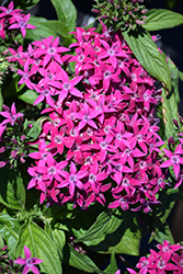 Graffiti OG Violet Star Flower (Pentas lanceolata 'Graffiti OG Violet') at A Very Successful Garden Center